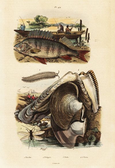 Ahven, helmiosteri, samettimato ja nyöritys.,1834-1839 (kaiverrus) tekijältä Adolph (after) Fries
