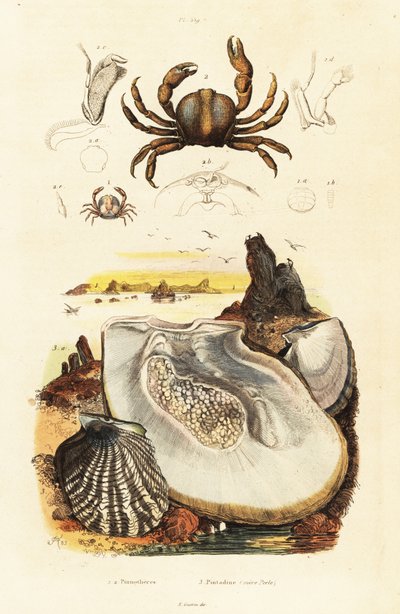Pintaravut ja helmiosteri.,1834-1839 (kaiverrus) tekijältä Adolph (after) Fries