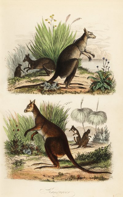 Punainen kenguru, Macropus rufus (alhaalla), itäinen harmaa kenguru, Macropus giganteus (ylhäällä oikealla) ja tummavalja, Thylogale brunii (vasemmalla) tekijältä Adolph (after) Fries