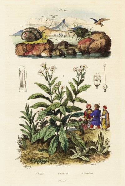 Merietanat ja tupakkakasvi. ,1834-1839 (kaiverrus) tekijältä Adolph (after) Fries