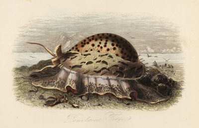 Tiger cowrie, Cypraea tigris tekijältä Adolph (after) Fries