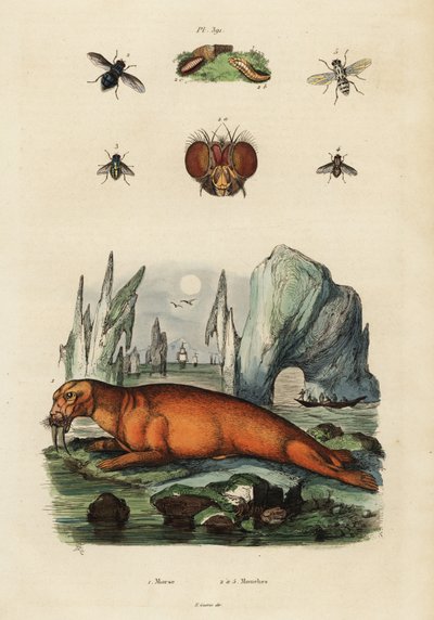 Mursu ja kärpäset. ,1834-1839 (kaiverrus) tekijältä Adolph (after) Fries