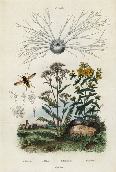 Siankärsämö, mäkikuisma, foraminifera ja hoverfly., 1834-1839 (kaiverrus) tekijältä Adolph (after) Fries