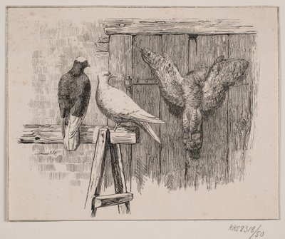 Kyyhkyset tekijältä Johan Adolph Kittendorff