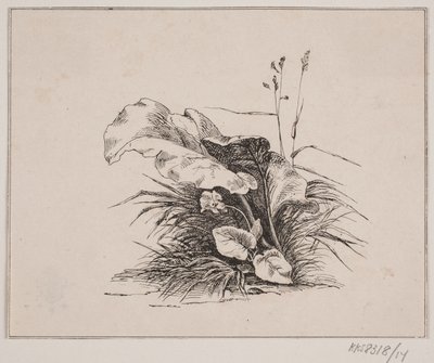 Viulu tekijältä Johan Adolph Kittendorff