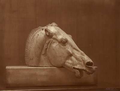 [Hevosen pää Parthenonin frontonista, British Museum] tekijältä Adolphe Braun