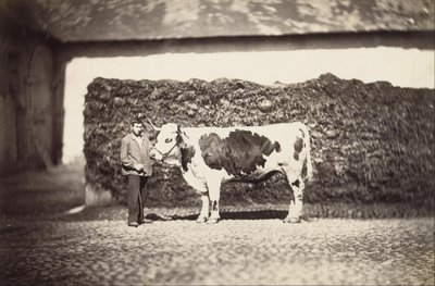 [Palkinto Bull] tekijältä Adolphe Braun