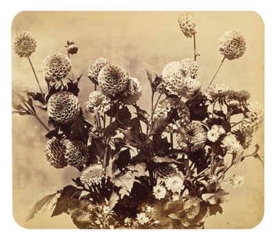 Untitled tekijältä Adolphe Braun