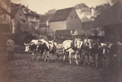 Nimettömät maatilan eläimet, 1850-luku. tekijältä Adolphe Braun