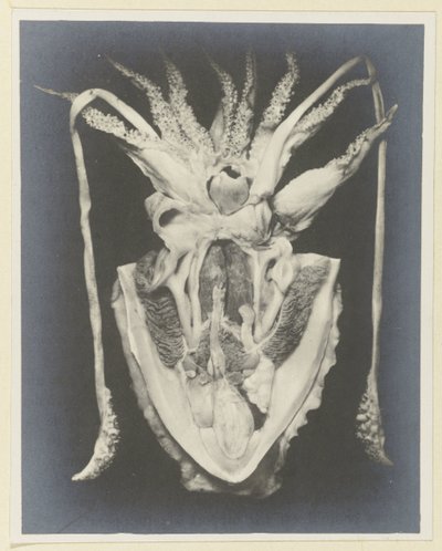 Kalmarin anatomia Anatomia de la Seiche (otsikko esineessä) tekijältä Adolphe Louis Donnadieu