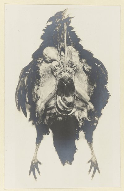 Kanan anatomia Poulen anatomia tekijältä Adolphe Louis Donnadieu