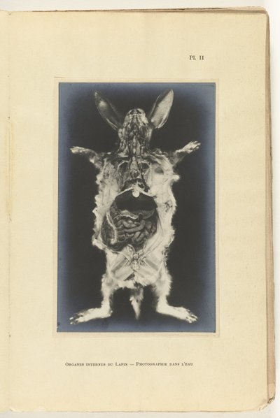 Kani leikattu auki siten, että elimet näkyvät Organes internes du lapin - Valokuvaus dans l