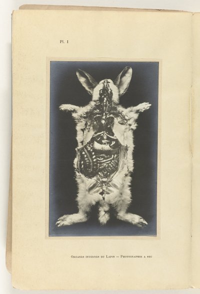 Kani leikattu auki ja elimet näkyvät Organes internes du lapin -Valokuvaus a sec tekijältä Adolphe Louis Donnadieu