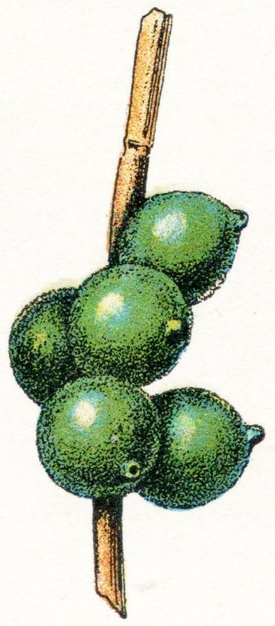 Seepian munat tekijältä Adolphe Philippe Millot