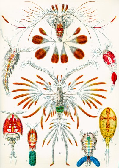 Kuva copepodsista, n. 1909 tekijältä Adolphe Philippe Millot
