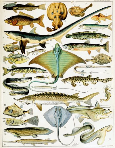 Kuvitus kalasta n. 1923 (litho) tekijältä Adolphe Philippe Millot