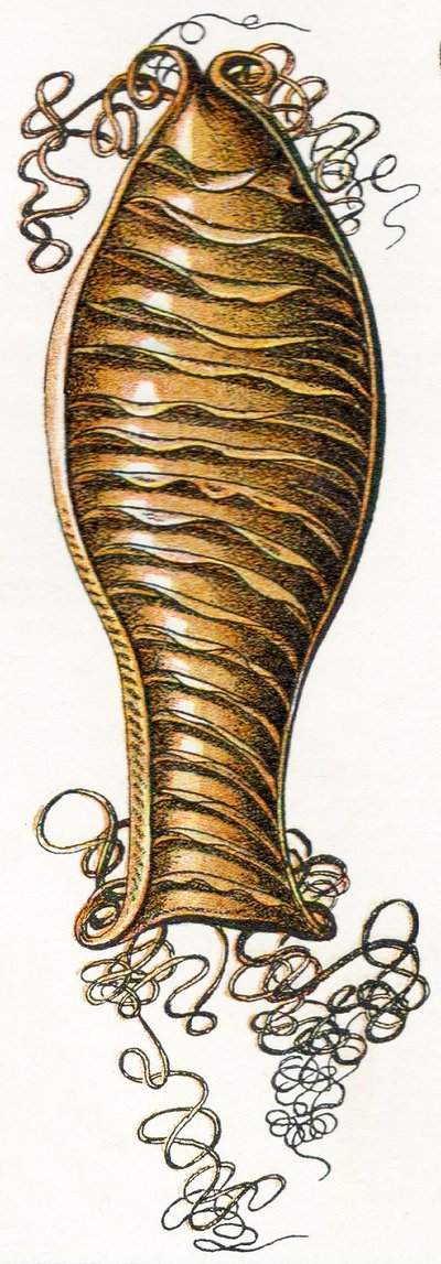 Kissahain (Scyliorhinus) uurrettu munakotelo, 1923 tekijältä Adolphe Philippe Millot