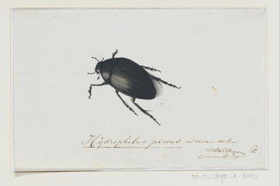 Musta vesikuoriainen Hydrophilus picens (otsikko esineessä) tekijältä Adriaan van der Willigen