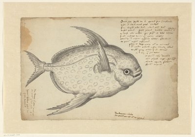 Kingfish tekijältä Adriaen Coenen