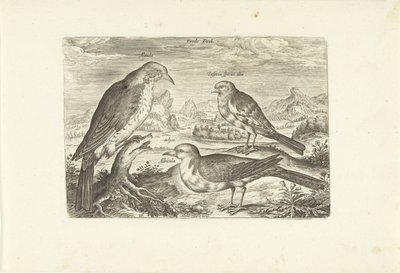 Kolme lintua maisemassa Avium Vivae (sarjan nimi) Linnut (sarjan nimi) tekijältä Adriaen Collaert
