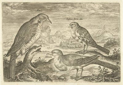 Kolme lintua maisemassa Avium Vivae (sarjan nimi) Linnut (sarjan nimi) tekijältä Adriaen Collaert
