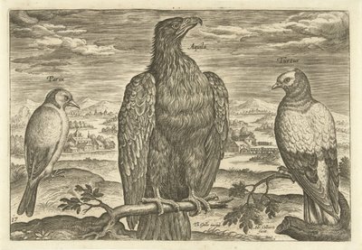 Kolme lintua maisemassa Avium Vivae (sarjan nimi) Linnut (sarjan nimi) tekijältä Adriaen Collaert