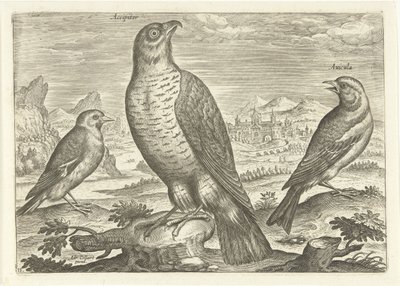 Kolme lintua maisemassa Linnut (sarjan nimi) Avium vivae (sarjan nimi) tekijältä Adriaen Collaert
