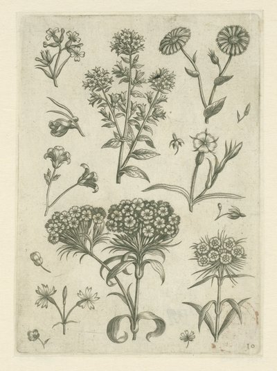 Sweet William ja muita kukkia Florilegium (sarjan nimi) tekijältä Adriaen Collaert
