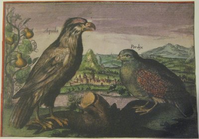 Kotka ja peltopyy, Iconotheca Valvasoriana tekijältä Adriaen Collaert