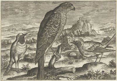 Muutama lintu maisemassa Linnut (sarjan nimi) Avivm vivae (sarjan nimi) tekijältä Adriaen Collaert