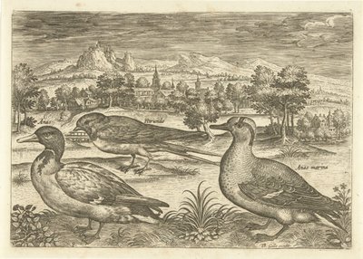 Muutama lintu maisemassa Linnut (sarjan nimi) Avivm vivae (sarjan nimi) tekijältä Adriaen Collaert