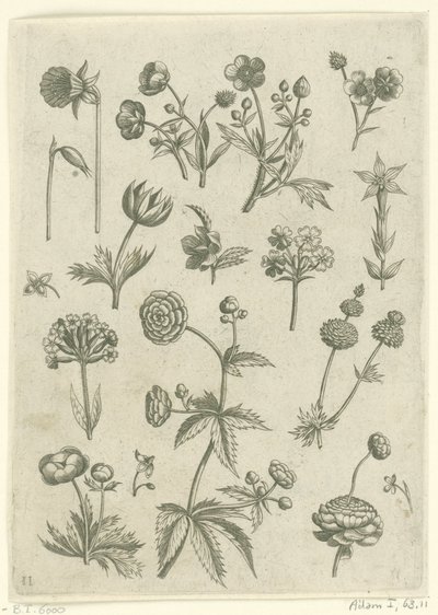 Ranonkels, primula en boterbloemen Florilegium (sarjan nimi) tekijältä Adriaen Collaert