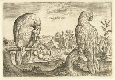 Kaksi papukaijaa maisemassa Avium Vivae (sarjan nimi) Linnut (sarjan nimi) tekijältä Adriaen Collaert