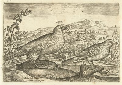 Kaksi lintua maisemassa Avium Vivae (sarjan nimi) Linnut (sarjan nimi) tekijältä Adriaen Collaert