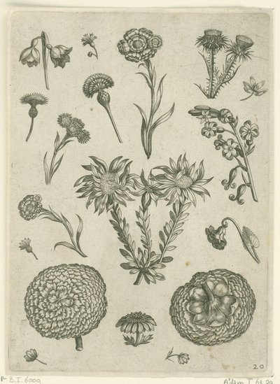 Erilaisia ​​kukkia, mukaan lukien krysanteemi ja ohdake Florilegium (sarjan nimi) tekijältä Adriaen Collaert