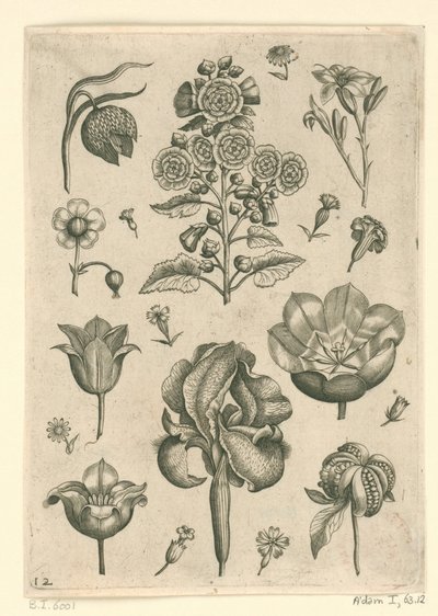 Erilaisia ​​kukkia, mukaan lukien iiris ja violetti Florilegium (sarjan nimi) tekijältä Adriaen Collaert