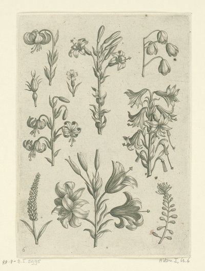 Neljä suurta liljaa ja muutama pienempi kukka Florilegium (sarjan nimi) tekijältä Adriaen Collaert
