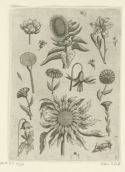 Auringonkukka ja muut kukat. Florilegium (sarjan nimi) tekijältä Adriaen Collaert
