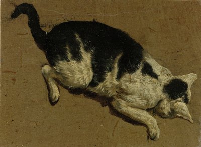 Kissa ylhäältä (sivellinpiirros) tekijältä Adriaen van de Velde