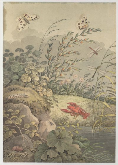 Vesipala rapuja, perhosia, sudenkorentoja ja tyrniä, c. 1800. tekijältä Adrian Zingg