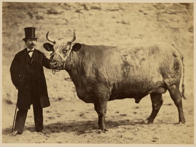 Boeuf Durham Charolais tekijältä Adrien Alban Tournachon