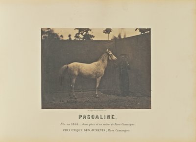 Pascaline tekijältä Adrien Alban Tournachon