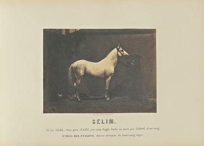 Selim tekijältä Adrien Alban Tournachon
