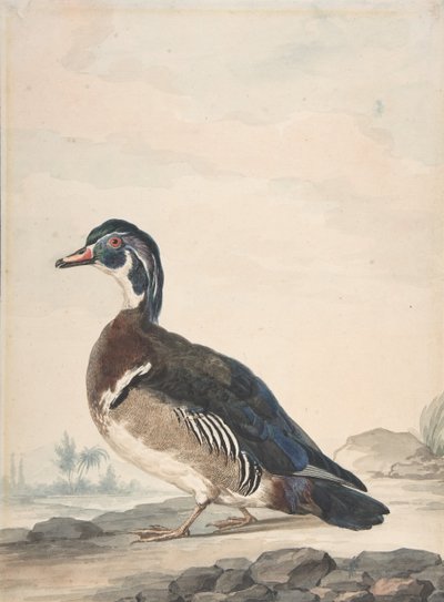 Ankka, 1725-92. tekijältä Aert Schouman