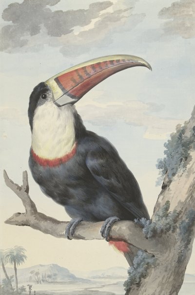 Punanokkatukaani, 1748 tekijältä Aert Schouman