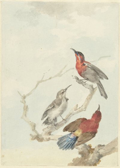 Kolme Crimson Sunbirds tekijältä Aert Schouman