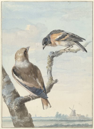Kaksi lintua: happivarpu (Coccothraustes coccothraustes) ja vartio (Fringilla montifringilla) tekijältä Aert Schouman