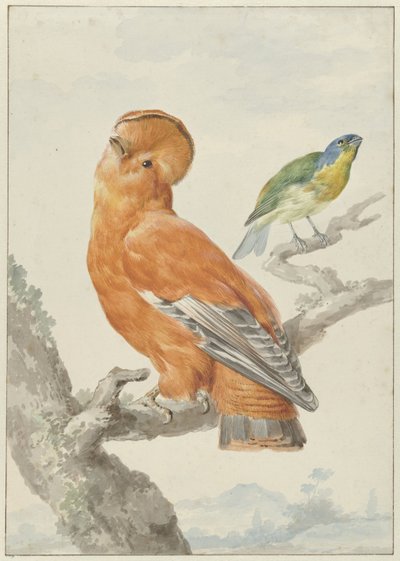 Kaksi eksoottista lintua Kaksi lintua: oranssi kukko (Rupicola rupicola) ja sateenkaarisirkku (Passerina leclancherii) tekijältä Aert Schouman