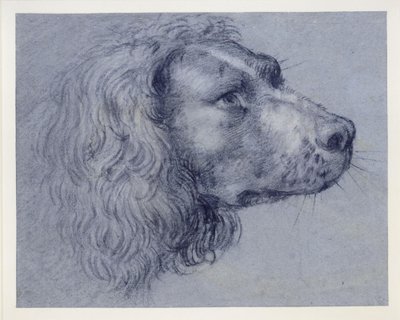 Spanielin pään tutkielma tekijältä Agostino Carracci