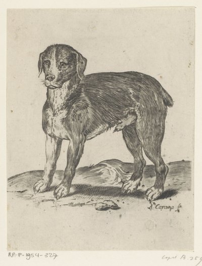 seisova koira tekijältä Agostino Carracci